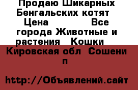 Продаю Шикарных Бенгальских котят › Цена ­ 17 000 - Все города Животные и растения » Кошки   . Кировская обл.,Сошени п.